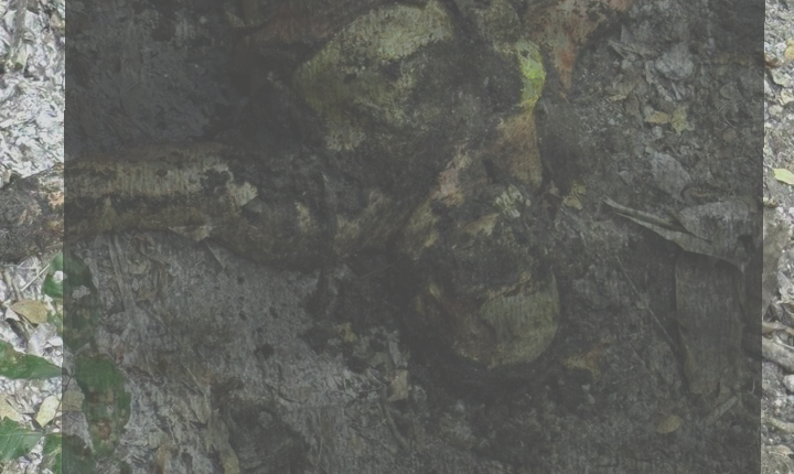 Violência no campo: Anguera pede respostas e cobra ação do governo