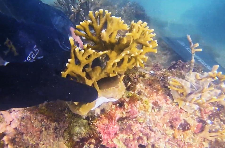 Projeto Mares conclui capacitação com implantação de corais nativos na Ilha de Itaparica