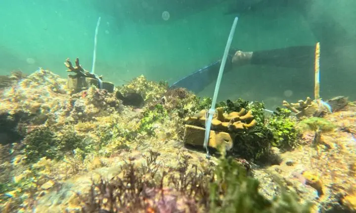 Projeto Mares retoma ações de restauração coralínea e Educação Ambiental na Ilha de Itaparica