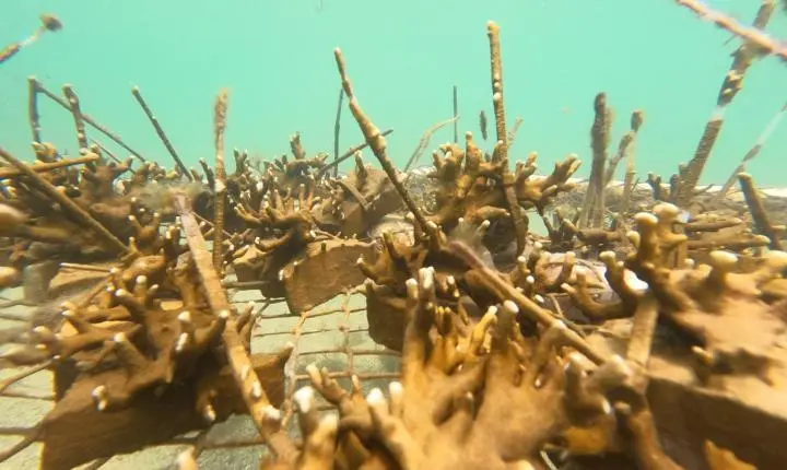 Projeto Mares retoma ações de restauração coralínea e Educação Ambiental na Ilha de Itaparica