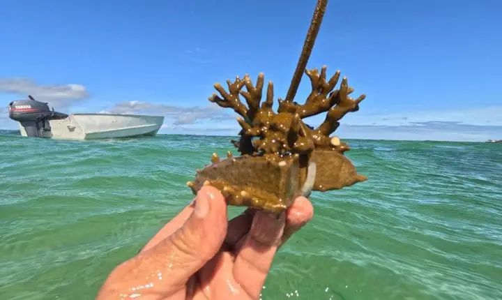 Projeto Mares retoma ações de restauração coralínea e Educação Ambiental na Ilha de Itaparica